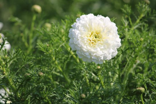 White Chrysanths flower