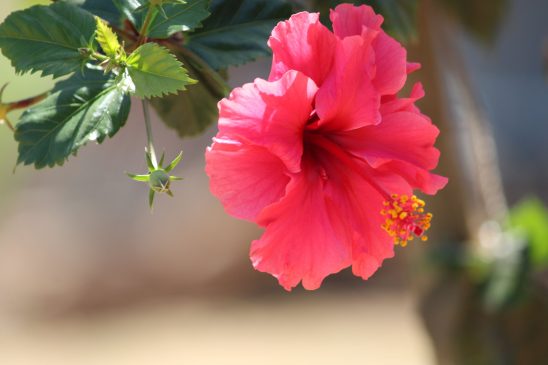 Gumamela flower