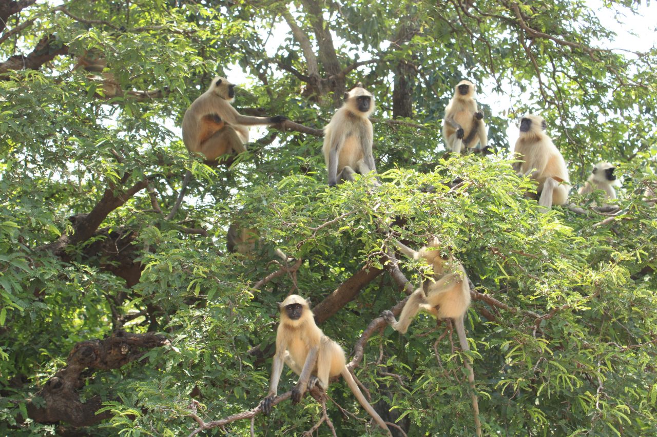 monkeys on tree
